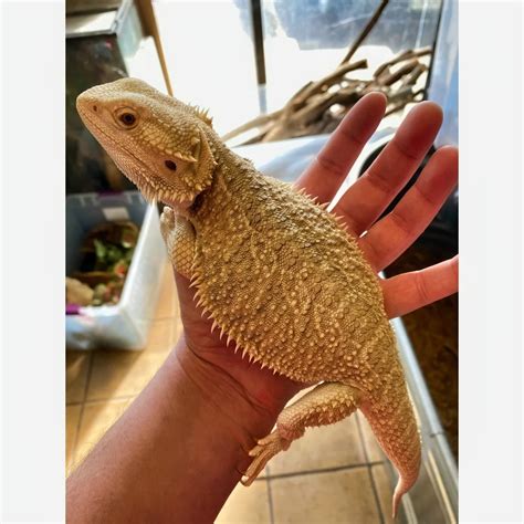 female bearded dragon for sale online|adult bearded dragons for sale.